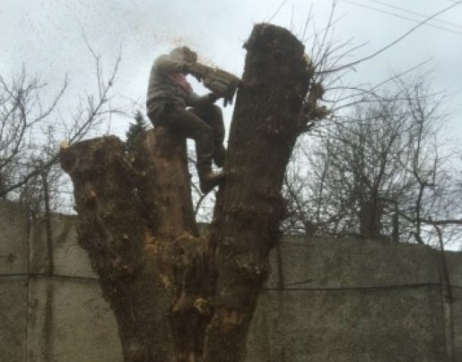 Спил и вырубка деревьев стоимость услуг и где заказать - Астрахань
