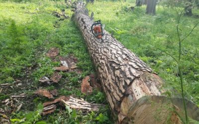 Спил и вырубка деревьев, корчевание пней - Ахтубинск, цены, предложения специалистов