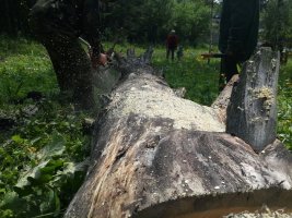Спил и вырубка деревьев, корчевание пней стоимость услуг и где заказать - Ахтубинск